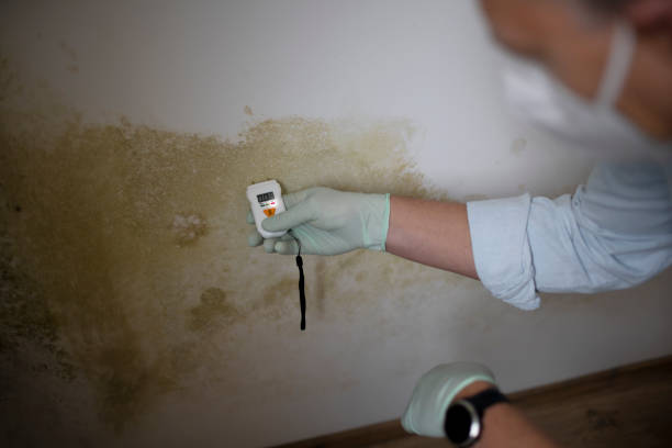 Best Industrial Mold Remediation in Escondido, CA