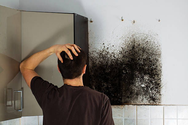 Reliable Escondido, CA Mold Remediation Solutions