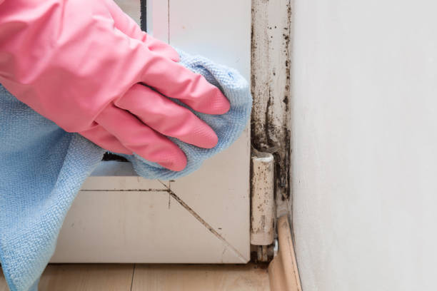 Best Residential Mold Remediation in Escondido, CA