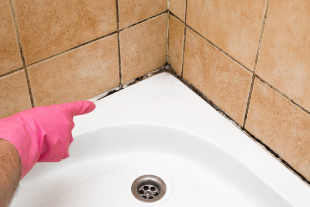 Best Localized Mold Remediation (e.g., coastal areas, humid climates) in Escondido, CA